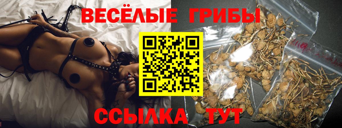 Псилоцибиновые грибы Psilocybine cubensis  Вход с VPN  Камень-на-Оби 